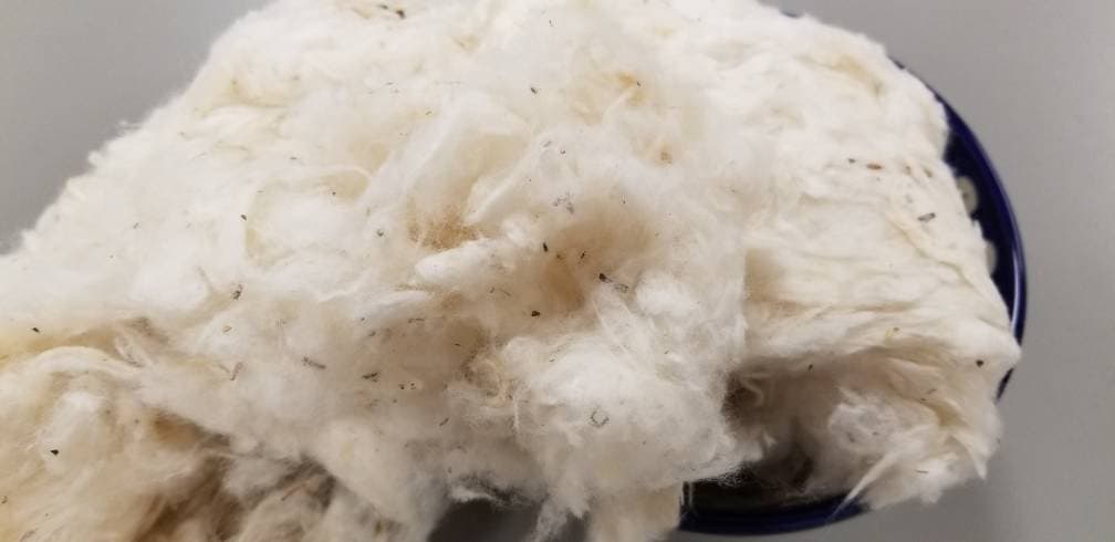 USA (Texas) Certified Organic Cotton Lint – Chemical Free. USA Grown and Ginned. Great for stuffing, carding, spinning, fiber arts, ect