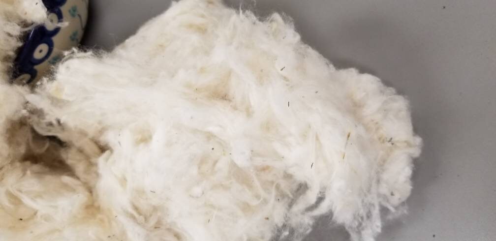 USA (Texas) Certified Organic Cotton Lint – Chemical Free. USA Grown and Ginned. Great for stuffing, carding, spinning, fiber arts, ect