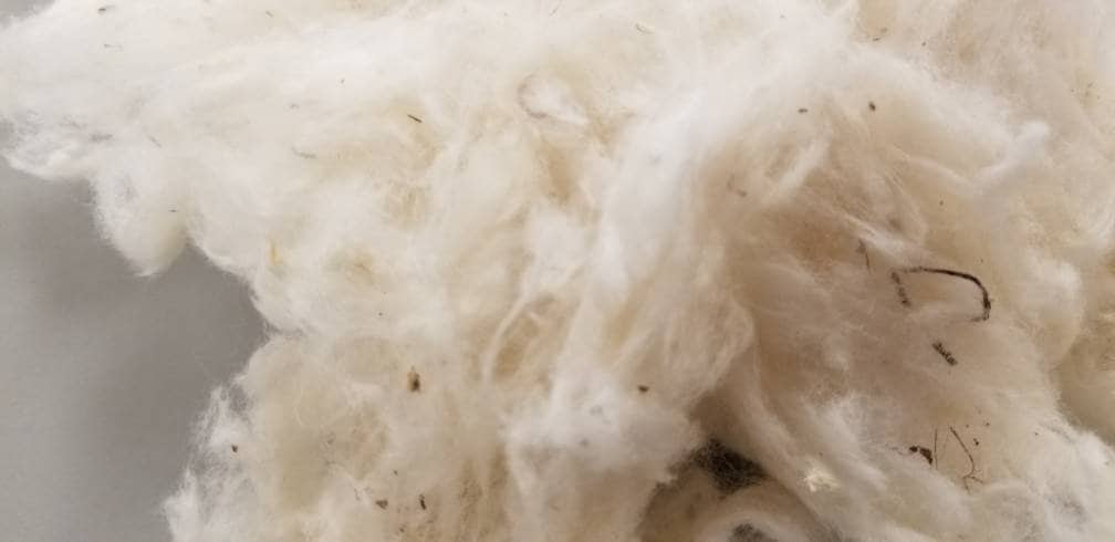 USA (Texas) Certified Organic Cotton Lint – Chemical Free. USA Grown and Ginned. Great for stuffing, carding, spinning, fiber arts, ect