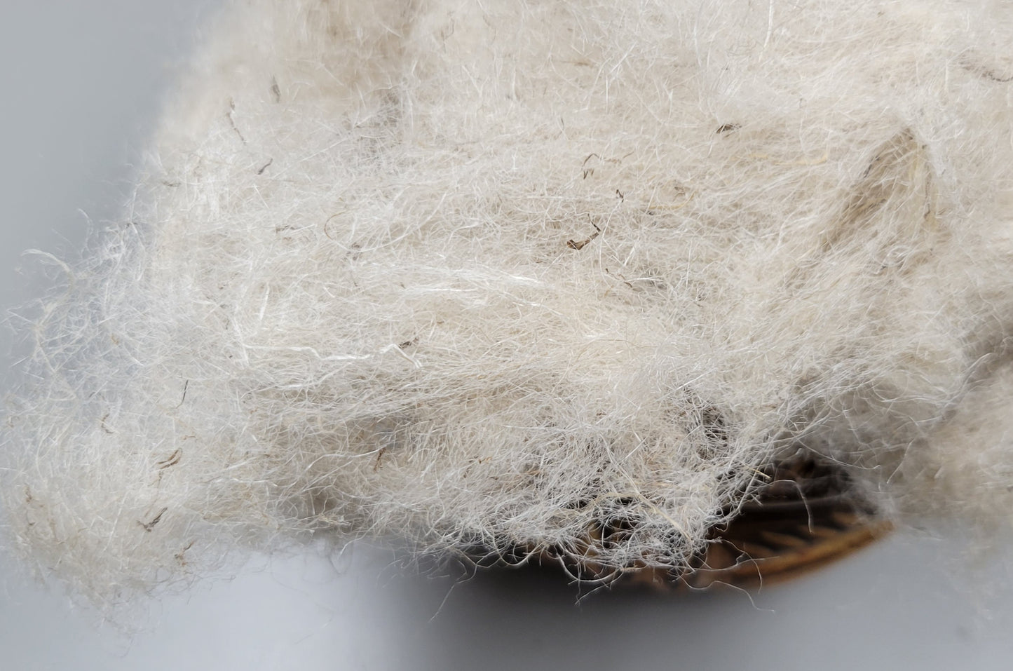 Nettle Fiber. Degummed, Uncarded 'Cottonized' Fiber. 1 oz.